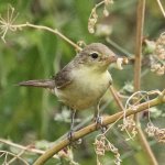 Belangero - Canapino comune con imbeccata